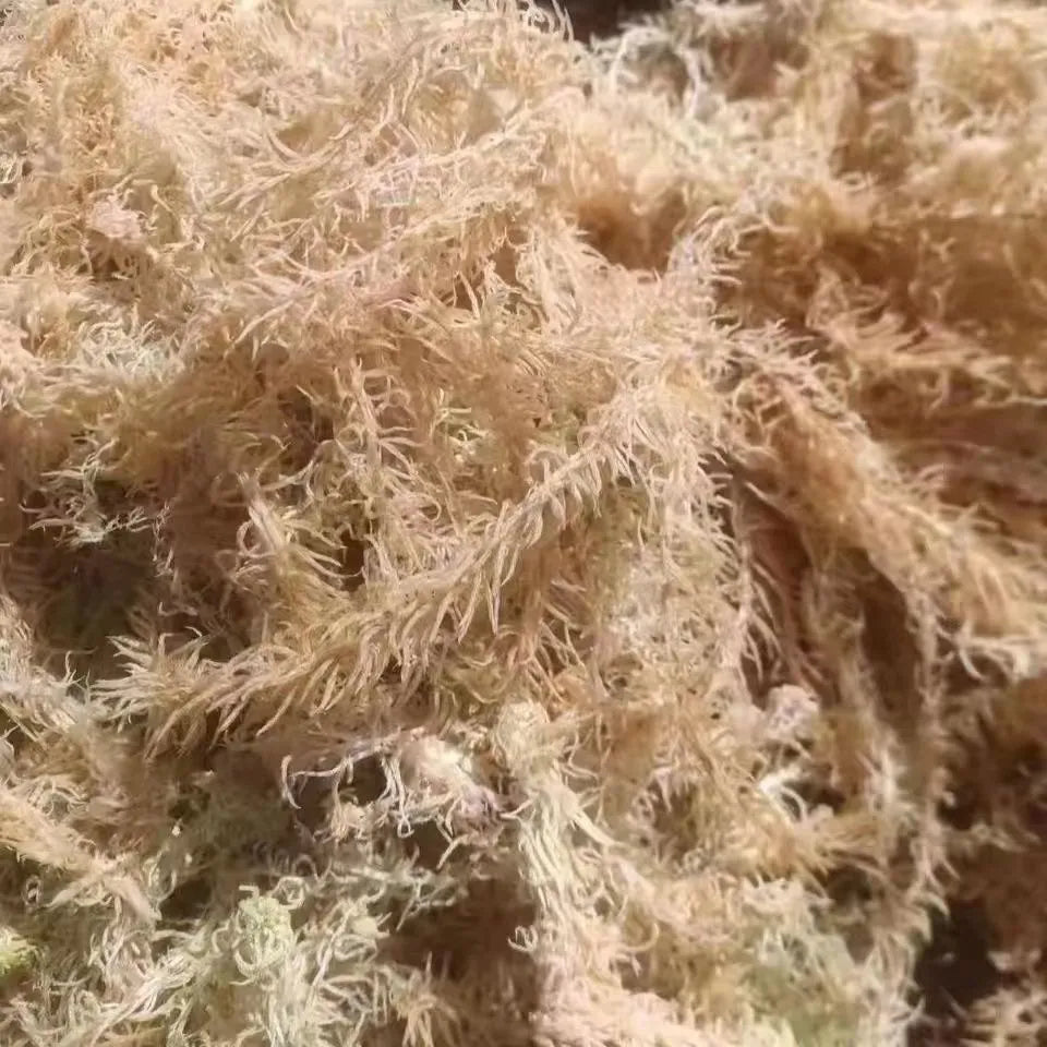 Premium Sphagnum Moss Long Fiber – 100% Natural Organic Moss for Orchids & Plants