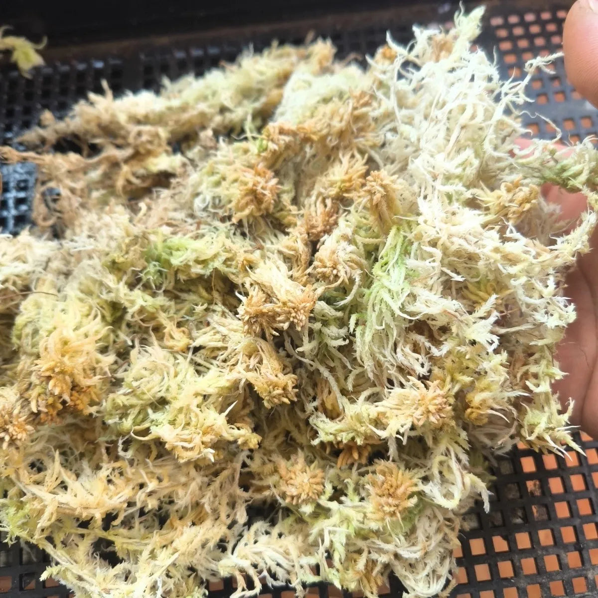 Premium Sphagnum Moss Long Fiber – 100% Natural Organic Moss for Orchids & Plants
