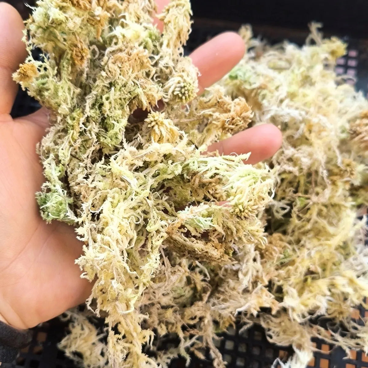 Premium Sphagnum Moss Long Fiber – 100% Natural Organic Moss for Orchids & Plants