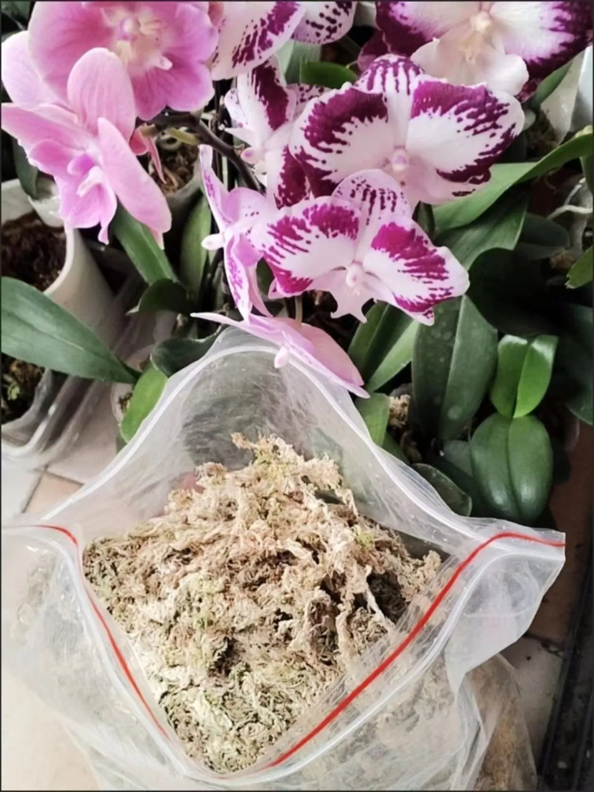 Premium Sphagnum Moss Long Fiber – 100% Natural Organic Moss for Orchids & Plants