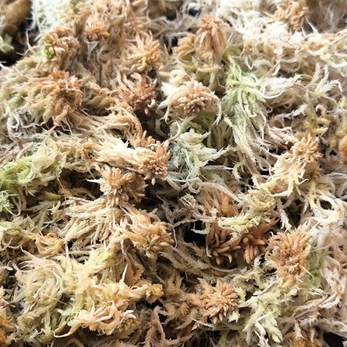 Premium Sphagnum Moss Long Fiber – 100% Natural Organic Moss for Orchids & Plants